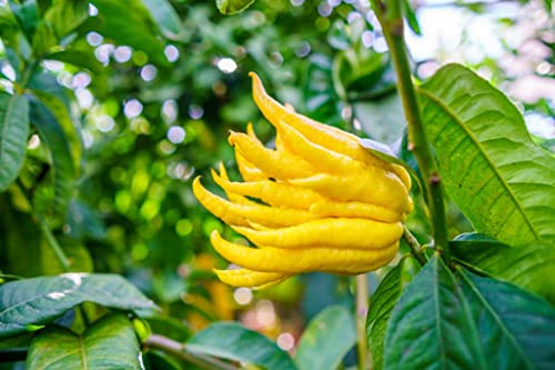 Neue frische 60 Stück Buddhas Handblumensamen