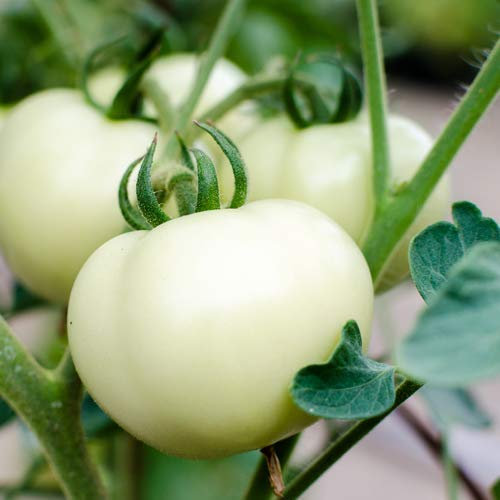 Fleischtomate White Beauty 25 x Samen 100% natürlich Aufzucht/absolute Rarität/Massenträger (White Beauty)