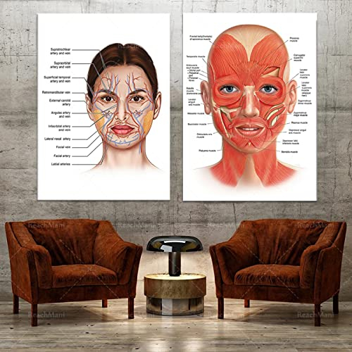 Gesichtsanatomie MuskelgefäßE Detaillierte Kunstdruck PäDagogische Wissenschaft Arzt Leinwand Leinwand Kunst Dekor Poster 30x50cmx2 (12x20X2) Rahmenlos