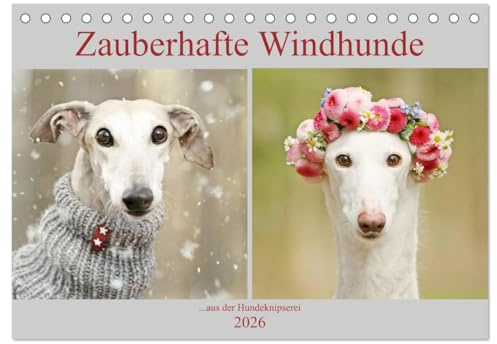 Zauberhafte Windhunde (Tischkalender 2026 DIN A5 quer), CALVENDO Monatskalender: mit den langen Nasen durch das Jahr. (CALVENDO Tiere)