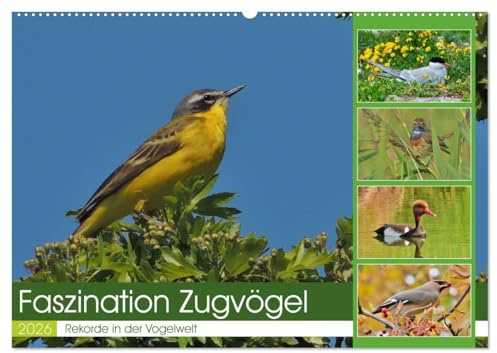 Faszination Zugvögel - Rekorde in der Vogelwelt (Wandkalender 2026 DIN A2 quer), CALVENDO Monatskalender: Erstaunliche Leistungen der Zugvögel. (CALVENDO Tiere)