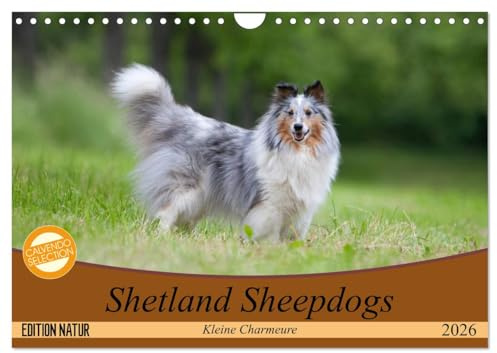 Shetland Sheepdogs - Kleine Charmeure (Wandkalender 2026 DIN A4 quer), CALVENDO Monatskalender: Shelties mit besonderem Charme (CALVENDO Tiere)