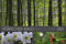 Wald nah und fern Edition - großer Foto-Wandkalender 2021 mit Multipicture-Konzept - Monatskalendarium - Format 58 x 39 cm