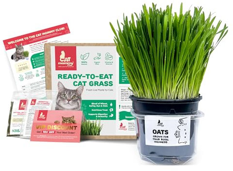 Fresh Live Cat Grass | A Taste of the Outdoors for Indoor Cats | Ready to Eat | Grown in the UK | Aids Digestion & Hairballs | By Cat Mommy (One, Oats)