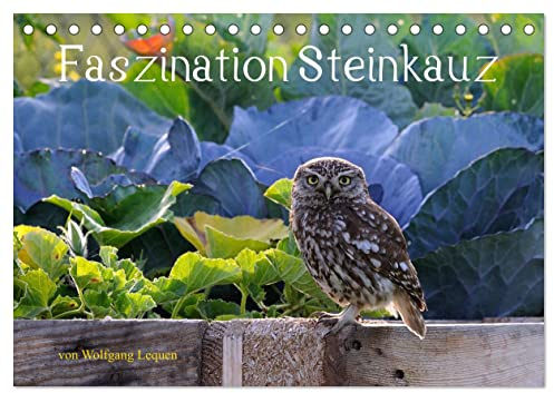 Faszination Steinkauz (Tischkalender 2026 DIN A5 quer), CALVENDO Monatskalender: Einmalige Bilder von Steinkäuzen in freier Natur. (CALVENDO Tiere)