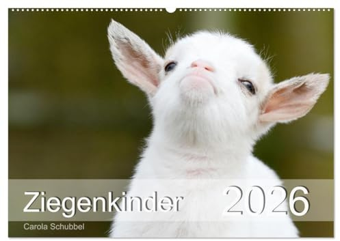 Ziegenkinder (Wandkalender 2026 DIN A2 quer), CALVENDO Monatskalender: Kleine, niedliche Ziegen beim Spielen und Toben (CALVENDO Tiere)