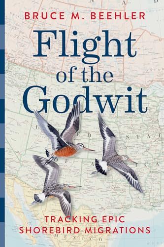 Flight of the Godwit: Tracking Epic Shorebird Migrations