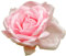 Rose Plants, Climbing Rose, 'New Dawn', 1 x Full Plant in 5L Pot, Garden Flowers, Roses, Garden Ready and Ready to Plant, Premium Quality Roses