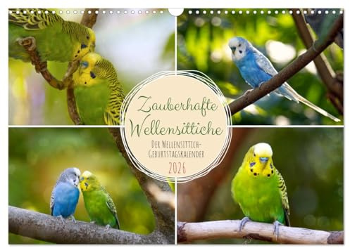 Zauberhafte Wellensittiche (Wandkalender 2026 DIN A3 quer), CALVENDO Monatskalender: Sehr sozial und ungern allein (CALVENDO Tiere)