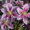 Clematis 'Piilu' - Waldrebe 'Piilu' - 50-60 cm Topf