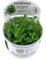 Tropica Staurogyne repens 1-2-GROW! hardy plant for The foreground of aquarium.