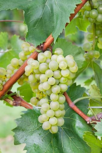 Vitis vinifera 'Bianca' 80–100 cm – Winterhart, Mehrjährig – Weinrebe – Kletterpflanze für Pergola & Rankhilfe