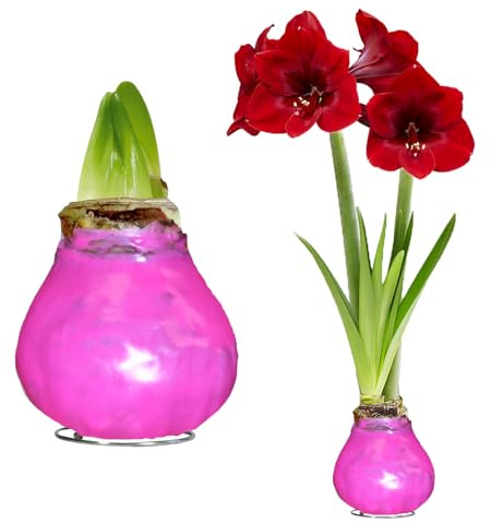 Amaryllis in Wachs Gewachst Pflegeleicht- Pink - 2 Zwiebeln | Gewachste Amaryllis-Zwiebel aus Holland, Großformat 28/30, ohne Topf und Erde, ohne Gießen (kein Samen, nicht künstlich)
