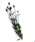 Planta natural Lavandula Angustifolia. Lavanda 15-20 cm. En cepellón listo para plantar. Aroma relajante, atrae polinizadores, repele plagas, resistente a sequías y embellece cualquier jardín.