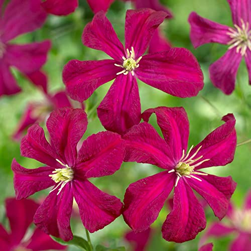 Clematis Madame Julia Correvon Summer Flowering Climbing Plant | Outdoor Deciduous Perennial Garden Plants | Easy Care Climbers for Garden Border, Obelisk, Trellis, Patio - 9cm Pot