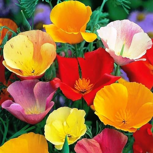 California Californian Poppy Mix Zip Bag Escholtzia californica Fresh UK Seeds Annual Yellow Orange Pinkish Red Flower 1000 Seeds 2g