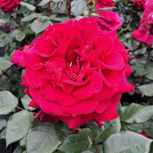 Stammrose 'Bellevue'®, Edelrose, Stammhöhe 60cm im 7,5 Liter Topf