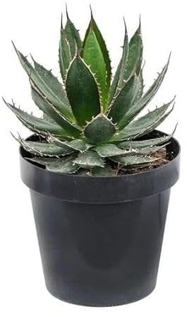 Agave Agave Horrida pianta grassa succulenta in vaso ø9 cm Vivaio di Castelletto