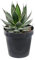 Agave Agave Horrida pianta grassa succulenta in vaso ø9 cm Vivaio di Castelletto