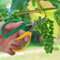 Gartenschere Beschneidungsschere Garden Shears Edelstahl Floral Schere Pflanzenschere Professional Gartenschere Handschere Handwerkzeug Apfelbäume Rosenhecken Pflanzenschere