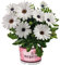 Margarita Flor de Exterior Planta Natural Dimorfoteca Osteospermum Planta Terraza Jardín