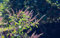 Seedeo® Heiliges Basilikum/Tulsi (Ocimum tenuiflorum syn. Sanctum) ca. 1000 Samen