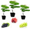 Vitis Grape Mix - 3 x Mix Collection Inc Grapes Like Bianca, Red Suffolk and Boskoop - Grape Vine for Planting in The Garden in The UK (Regular Packaging)