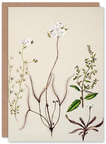 Artery8 Sarah Featon Art Card New Zealand Drosera Arcturi Plant Flowers