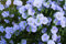 2000+ Samen Blauer Lein Linum perenne Staudenlein Wildblume Blumenwiese Bienen
