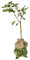 YouGarden Fig 'Brown Turkey' Standard Tree, 70-100cm Tall in 3L Pot, Established and Gift Wrapped in Brown Hessian Bag with Green Fabric Bow, Ready to Plant or Gift