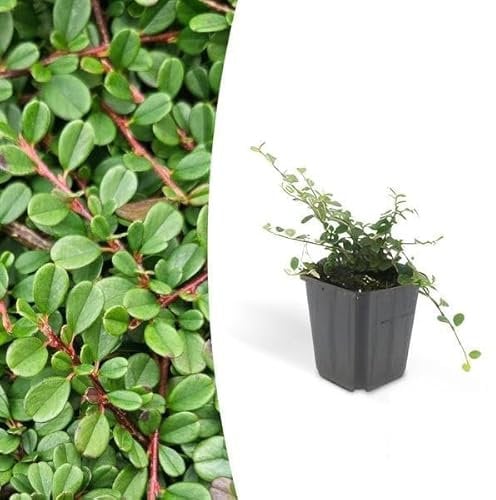Cotoneaster prostratus 'Streibs Findling' – Zwergmispel – Ø9cm – 10-25cm – 12 Pflanzen – Robuster Bodendecker