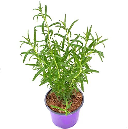 Rosmarin Pflanze Gourmet-Rosmarin `Abraxas` Rosmarius officinalis 2er Set