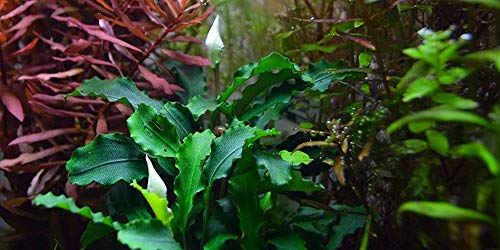 AquaOne Aquarium Pflanze Bucephalandra pygmaea 'Bukit Kelam' I Wasserpflanze Aquariumpflanze Wurzelstock/Rhizom voll durchwurzelt einfach pflegeleicht Aquascaping Dekoration