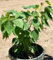 500 Ficus religiosa Samen, Peepal Baum Samen, Bo Baum Samen, Bodhi-Baum, heiliger Baum, Angst Feige