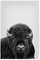 artboxONE Poster 30x20 cm Tiere Bison, Buffalo hochwertiger Design Kunstdruck - Bild Bison