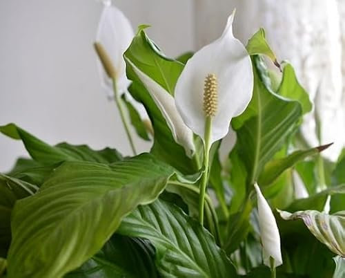 50 graines de plantes vertes Spathiphyllum