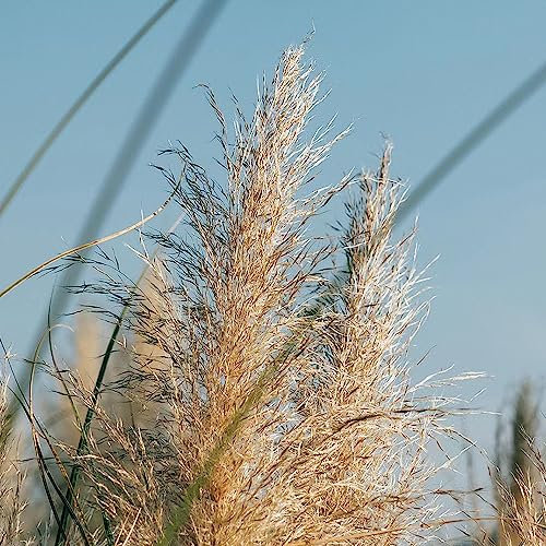400 pcs pampasgras samen winterhart - pflanzenkübel exotische zimmerpflanzen ziergräser,Cortaderia selloana, ausgefallene geschenke dachbegrünung balkon deko garten geschenke für frauen