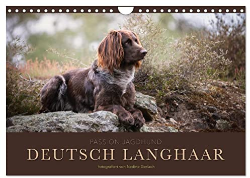 Passion Jagdhund - Deutsch Langhaar (Wandkalender 2026 DIN A4 quer), CALVENDO Monatskalender