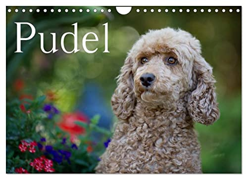 Pudel (Wandkalender 2023 DIN A4 quer): Ein bunter Pudel-Kalender für das ganze Jahr (Monatskalender, 14 Seiten ) (CALVENDO Tiere)