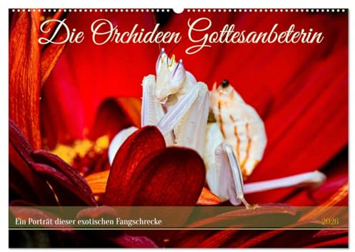 Die Orchideen Gottesanbeterin (Wandkalender 2026 DIN A2 quer), CALVENDO Monatskalender: Die faszinierende Welt der Orchideen Gottesanbeterin (CALVENDO Tiere)