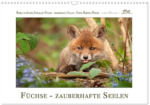 Füchse - zauberhafte Seelen (Wandkalender 2026 DIN A3 quer), CALVENDO Monatskalender: Füchse - beeindruckende Bilder begleiten Sie durch das Jahr (CALVENDO Tiere)