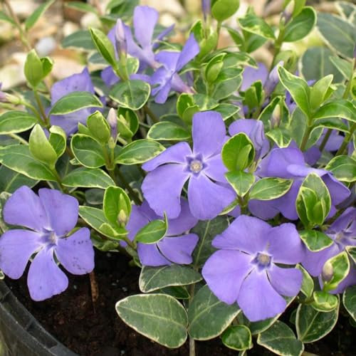 Plant Theory Ralph Shugert Lesser Periwinkle Vinca Minor Shrub Plant 2L Pot