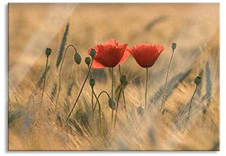 Pixxprint Glasbild, Wandbild aus Echtglas, Zwei schöne Mohnblumen, 100x70 cm, inkl. Aufhängung und Abstandshalter