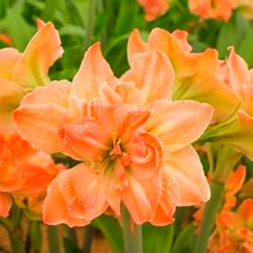 Seltene und schöne Amaryllis, kältebeständige Qualitätszwiebeln, nahezu kugelförmige Zwiebeln, farbenfroh, hervorragende Innen- und Gartendekoration, Hobbygärtner-1 zwiebel-B