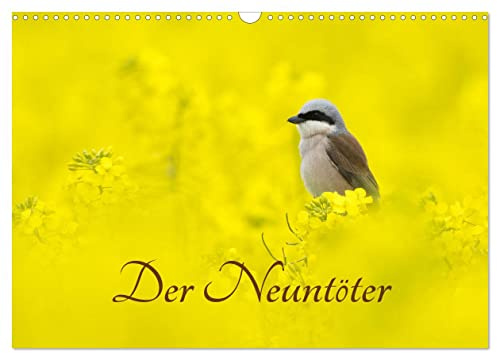 Der Neuntöter (Wandkalender 2026 DIN A3 quer), CALVENDO Monatskalender: Aussagekräftige Momentaufnahmen aus dem Leben des Neuntöters (CALVENDO Tiere)