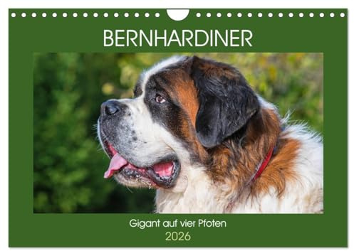 Bernhardiner - Gigant auf vier Pfoten (Wandkalender 2026 DIN A4 quer), CALVENDO Monatskalender: 13 hinreißende Bilder dieser imposanten Hunderasse begleiten uns durch das Jahr (CALVENDO Tiere)