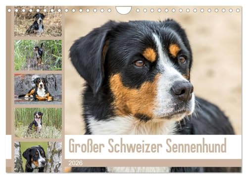 Großer Schweizer Sennenhund (Wandkalender 2026 DIN A4 quer), CALVENDO Monatskalender: Sennenhund Rasse (CALVENDO Tiere)
