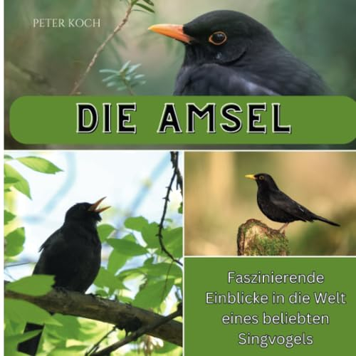 Die Amsel: Faszinierende Einblicke in die Welt eines beliebten Singvogels