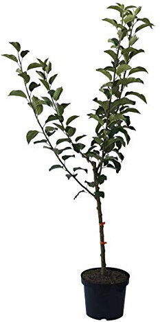Familienbaum -S 2- Vierling Apfelbaum: James Grieve, Alkmene, Cox, Melrose 7,5 Liter Topf Unterlage M7