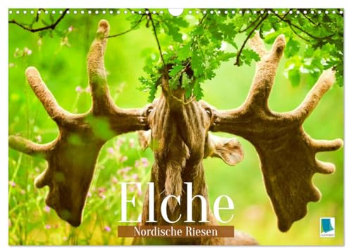 Elche: Nordische Riesen (Wandkalender 2026 DIN A3 quer), CALVENDO Monatskalender: Der Elch: König aller Hirsche (CALVENDO Tiere)